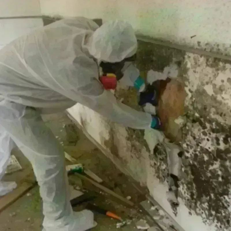 Mold Remediation and Removal in Noel, MO